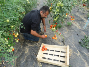 Vente de miel direct apiculteur | Eure | La Mare aux Abeilles