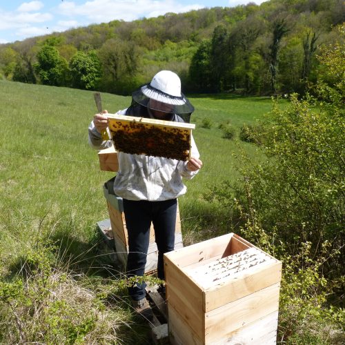apiculteur au rucher